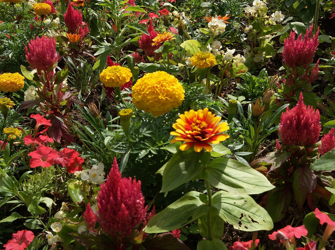 Le Jardin des Plantes景点图片