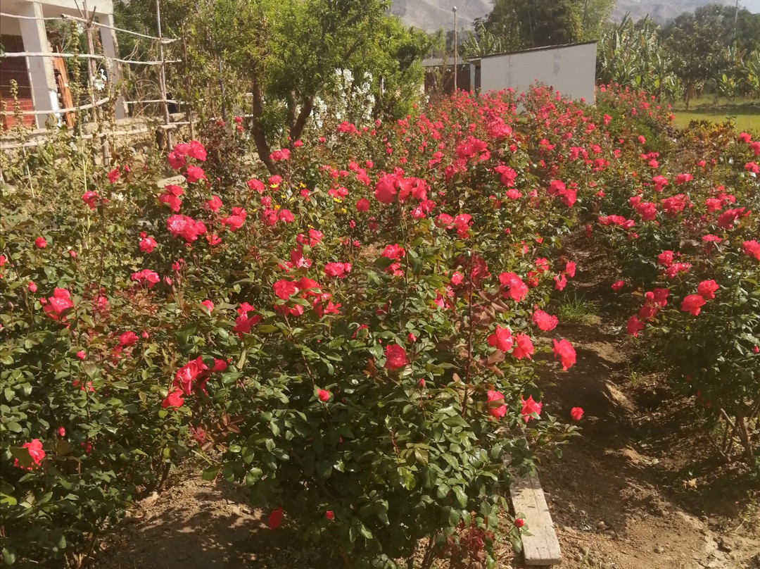 Rio Lindo Ecolodge主图