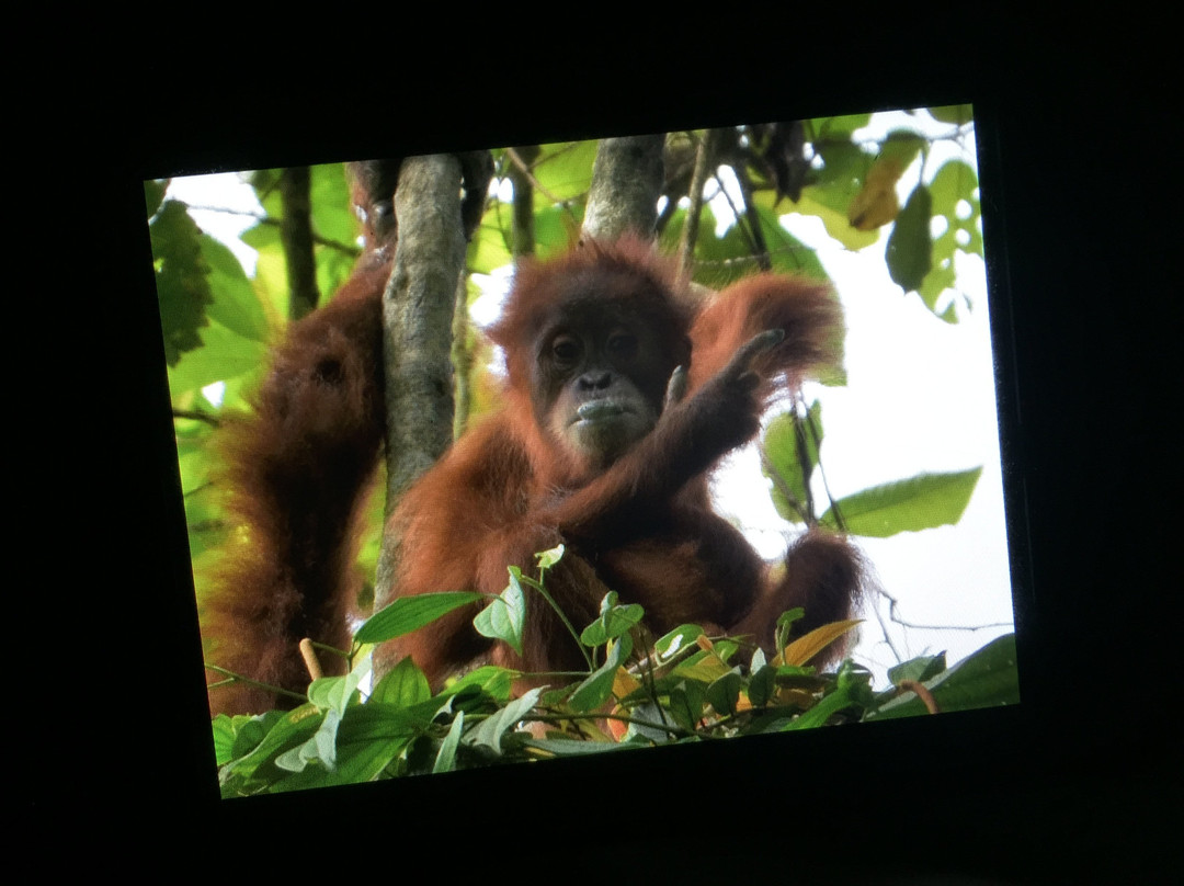 Ketambe Jungle Tour with Putra-Ketambe必去景点