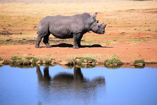 Kruger Park Tours - Kruger Game Drive-雾观必去景点