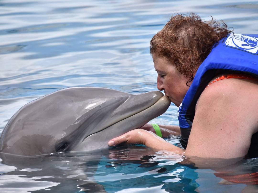 Sea Life Park Animal Encounters-威玛纳诺必去景点