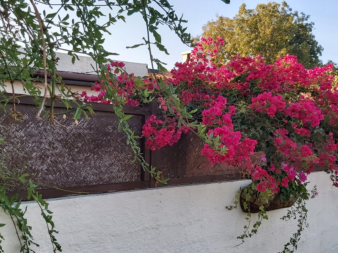 Sam's Taxi Cyprus-帕福斯必去景点