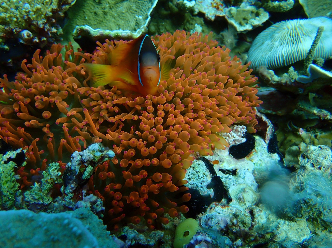 Dive Wananavu-拉奇拉奇必去景点