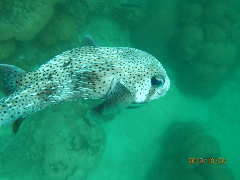 SCUBA CLUB LANGKAWI景点图片