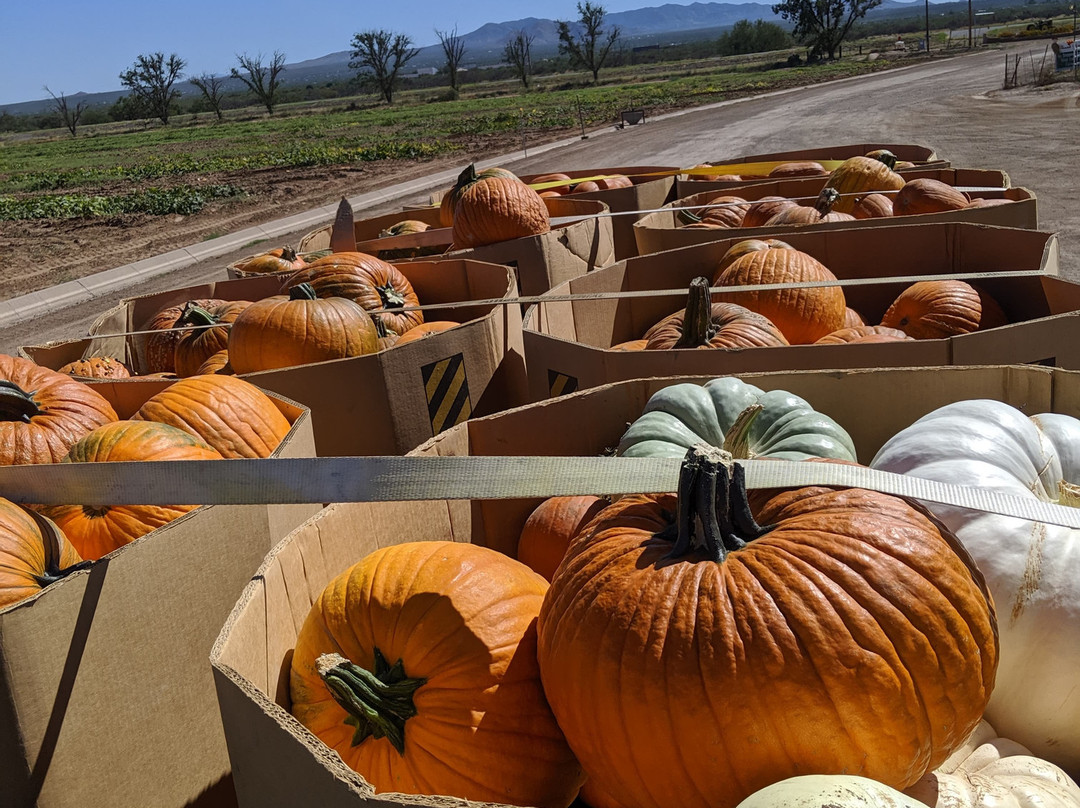 Justice Brothers U-Pick-瑟普赖斯必去景点