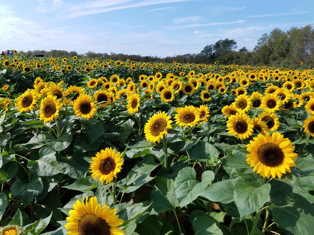 Holland Ridge Farms景点图片