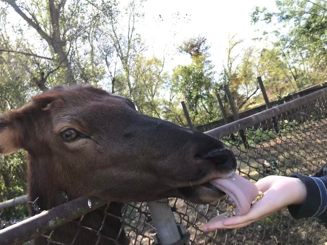 Lagoon Deer Park-桑达斯基必去景点