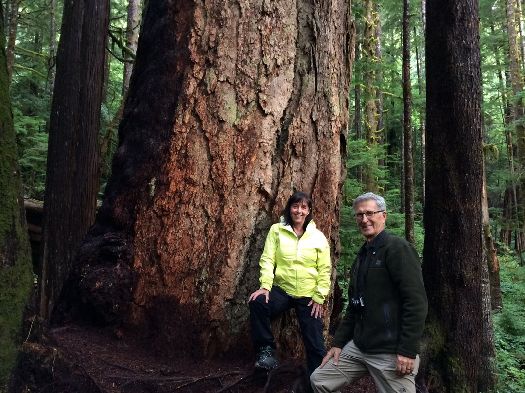 Big Tree Tours景点图片