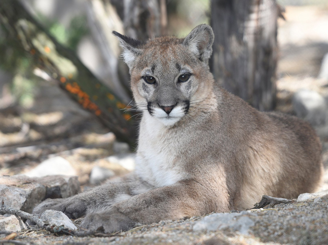 Tajique旅游景点-Wildlife West Nature Park