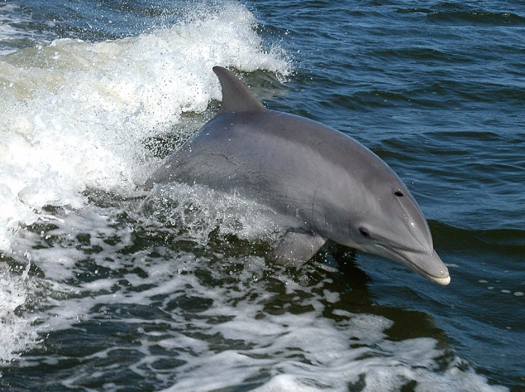 Anna Maria Island Dolphin Tours-Anna Maria必去景点