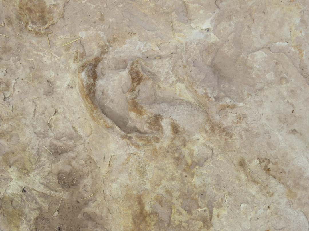 Subeng Dinosaur Foot Prints景点图片