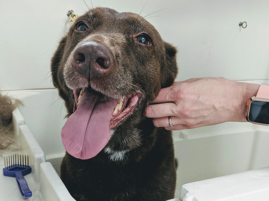 The Salty Paw LLC-博福特必去景点