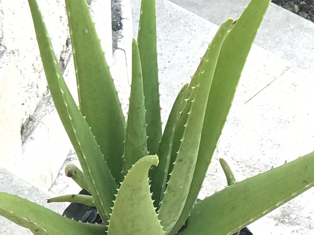 Holders Farmers Market-Holder's Hill必去景点