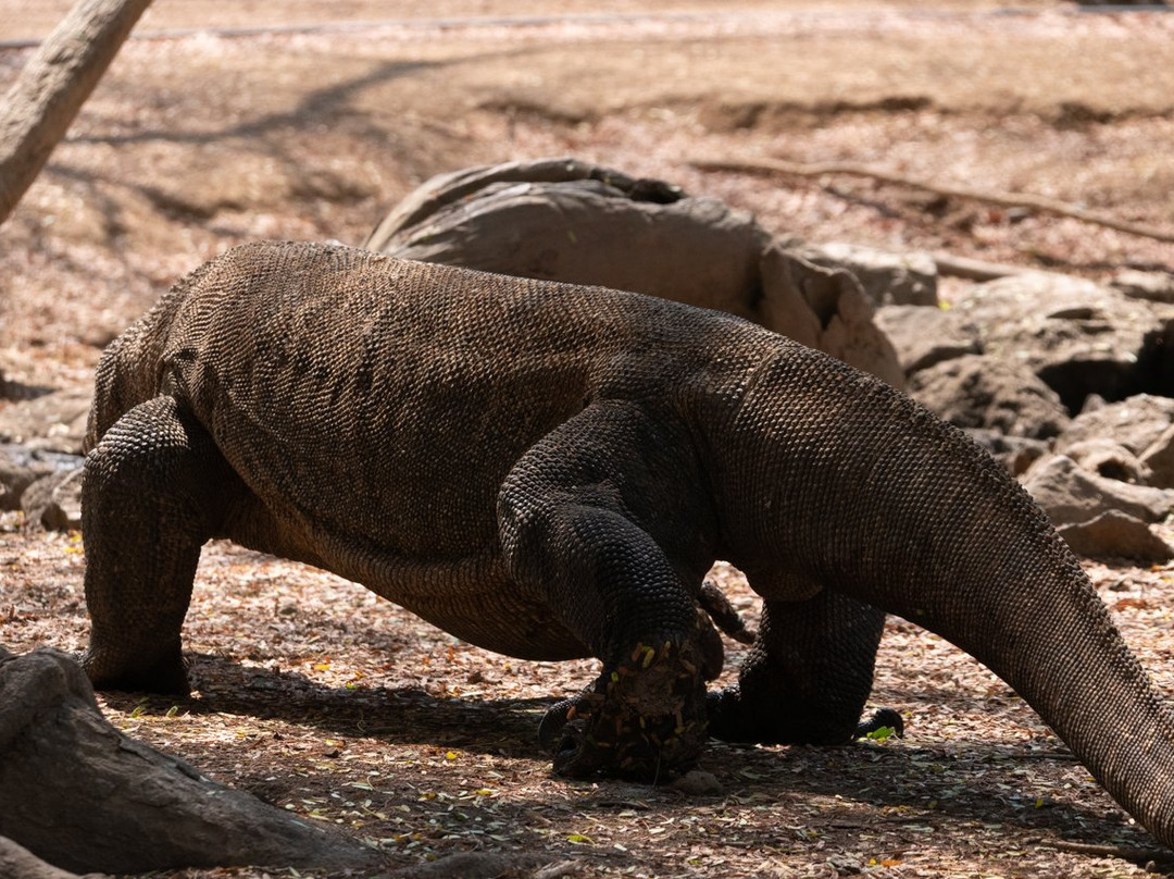 Beyond Komodo景点图片