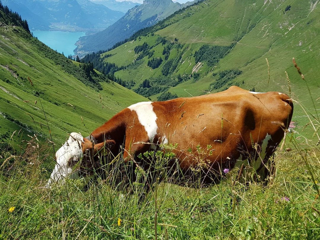 Brienz Rothorn Bahn景点图片