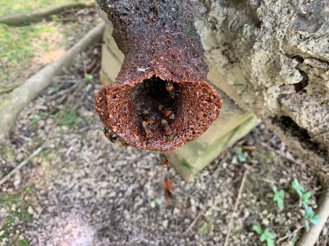Tasbee Meliponiculture Farm-Tutong必去景点