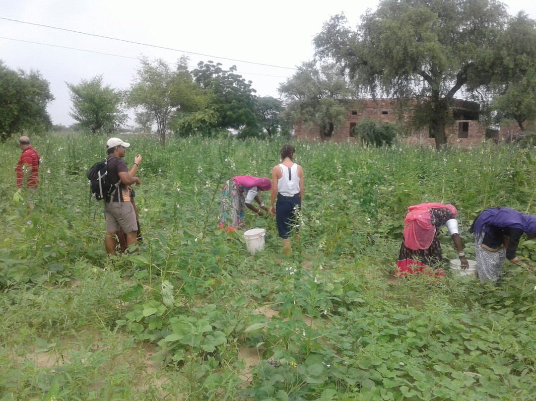 The Haveli Leopard Camp主图