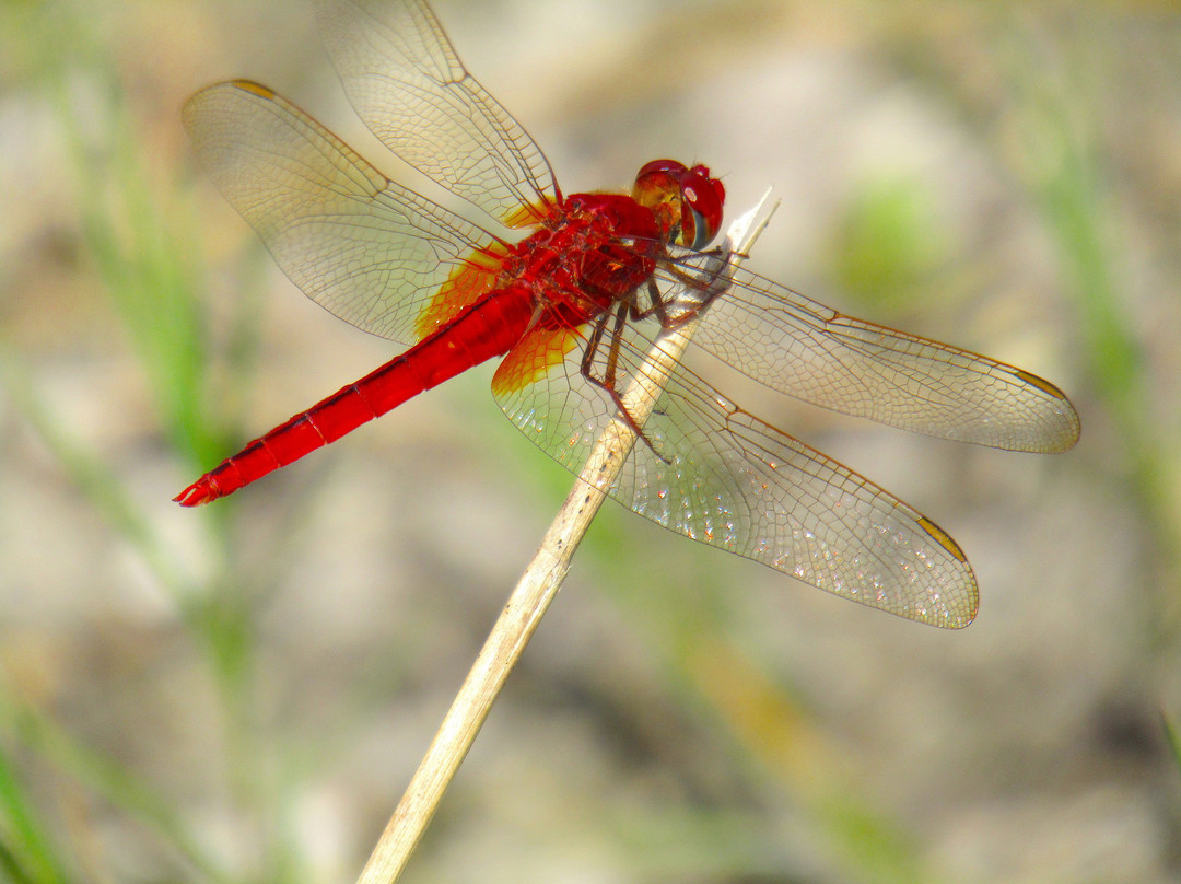 Tom Bennett Park-布雷登顿必去景点