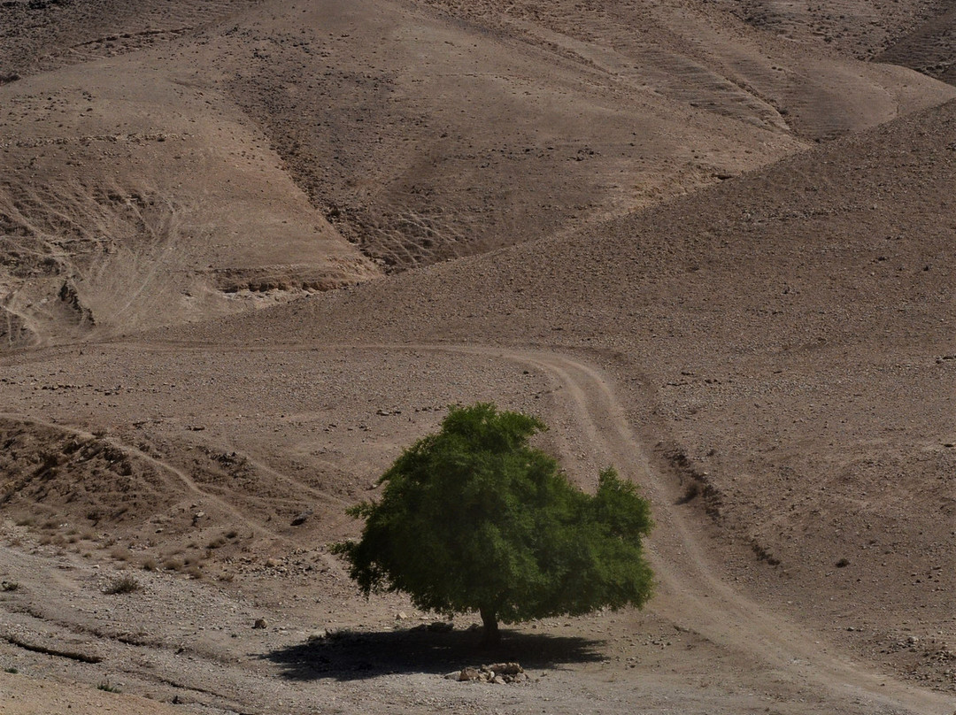 熏香之路——内盖夫的沙漠城镇-Ramat Negev必去景点