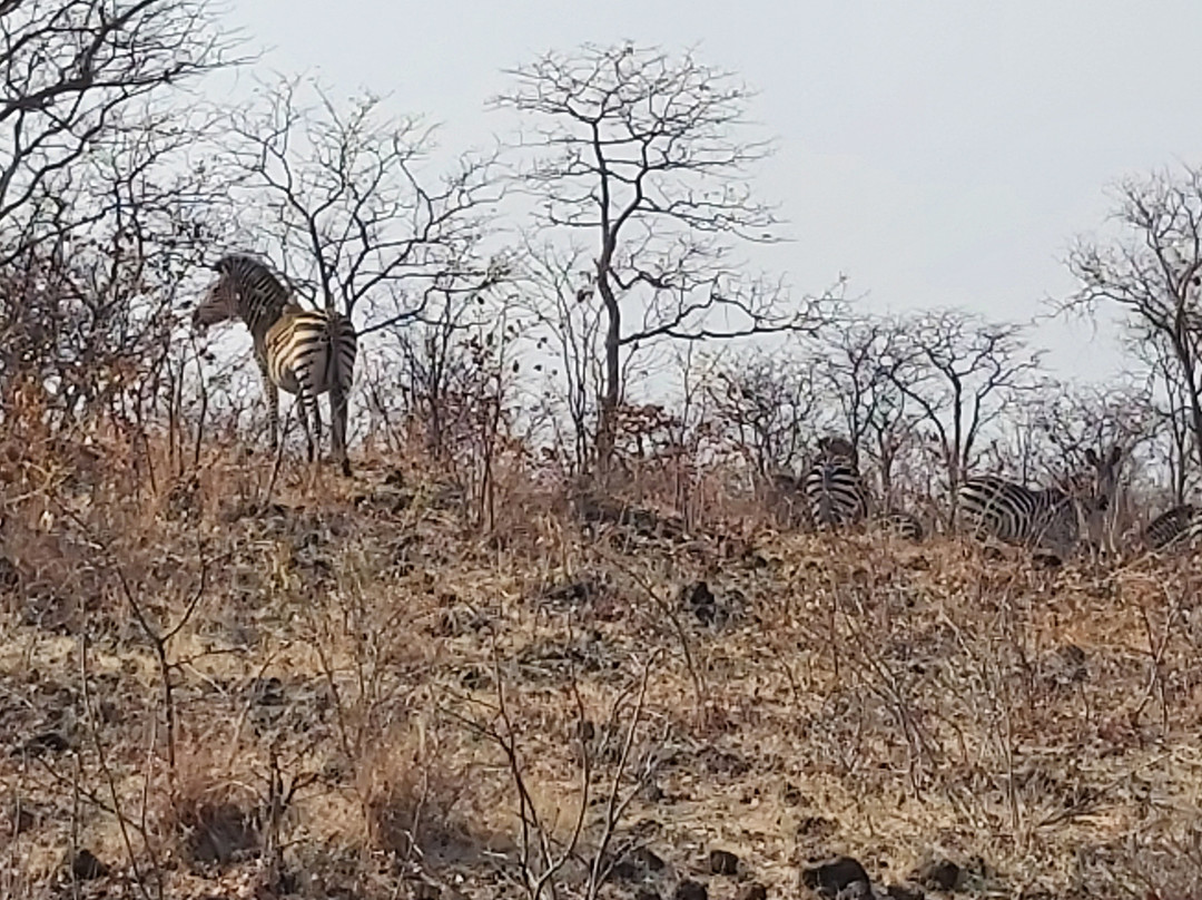 Livingstone Rhino Safaris-李文斯顿必去景点