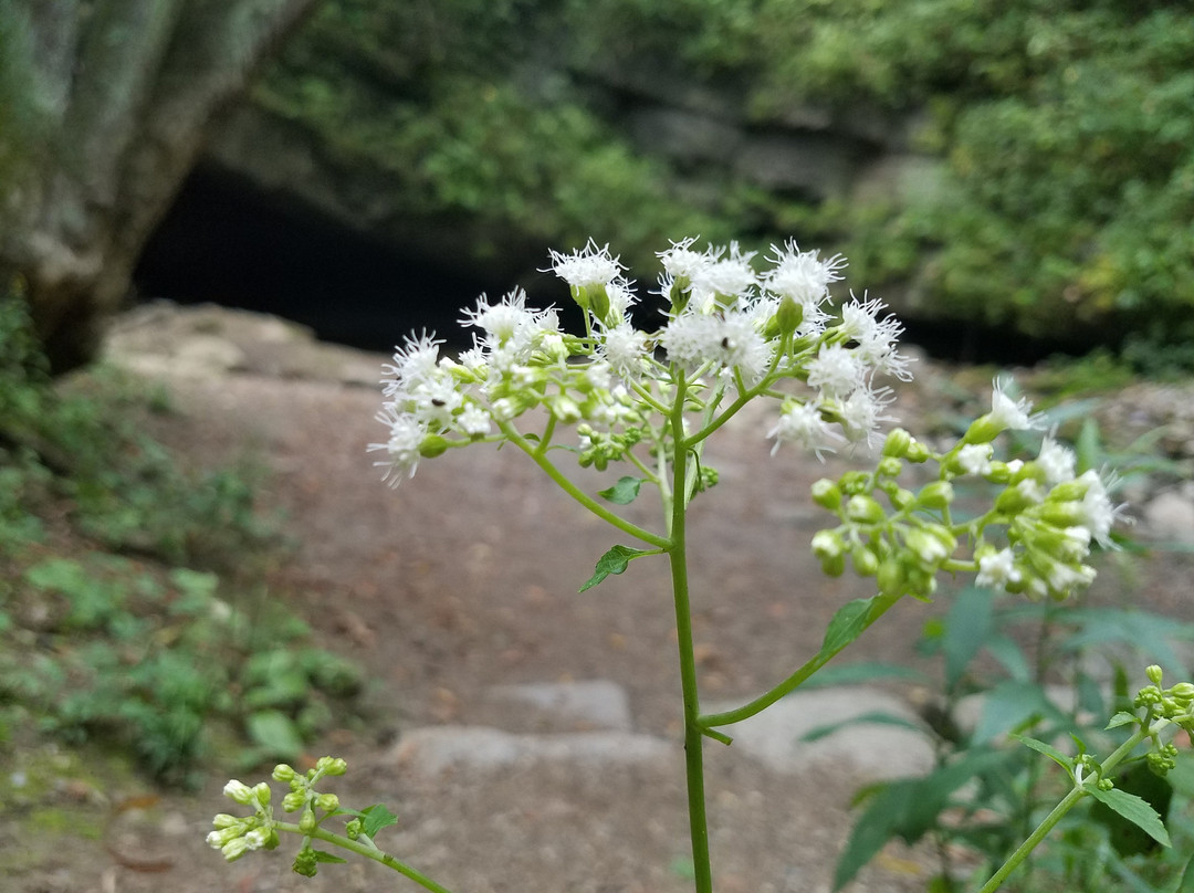Tytoona Cave-Tyrone必去景点