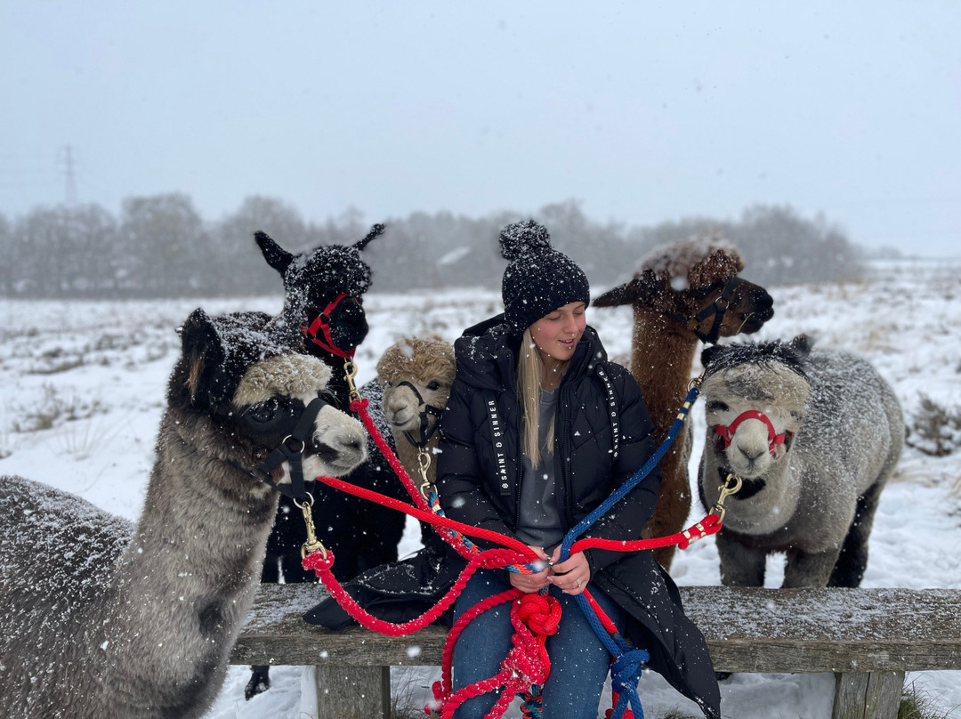 Wetley Moor Alpacas景点图片