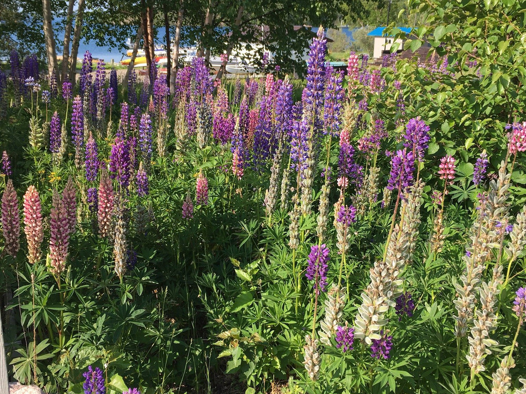 The Willows Inn Bed & Breakfast主图