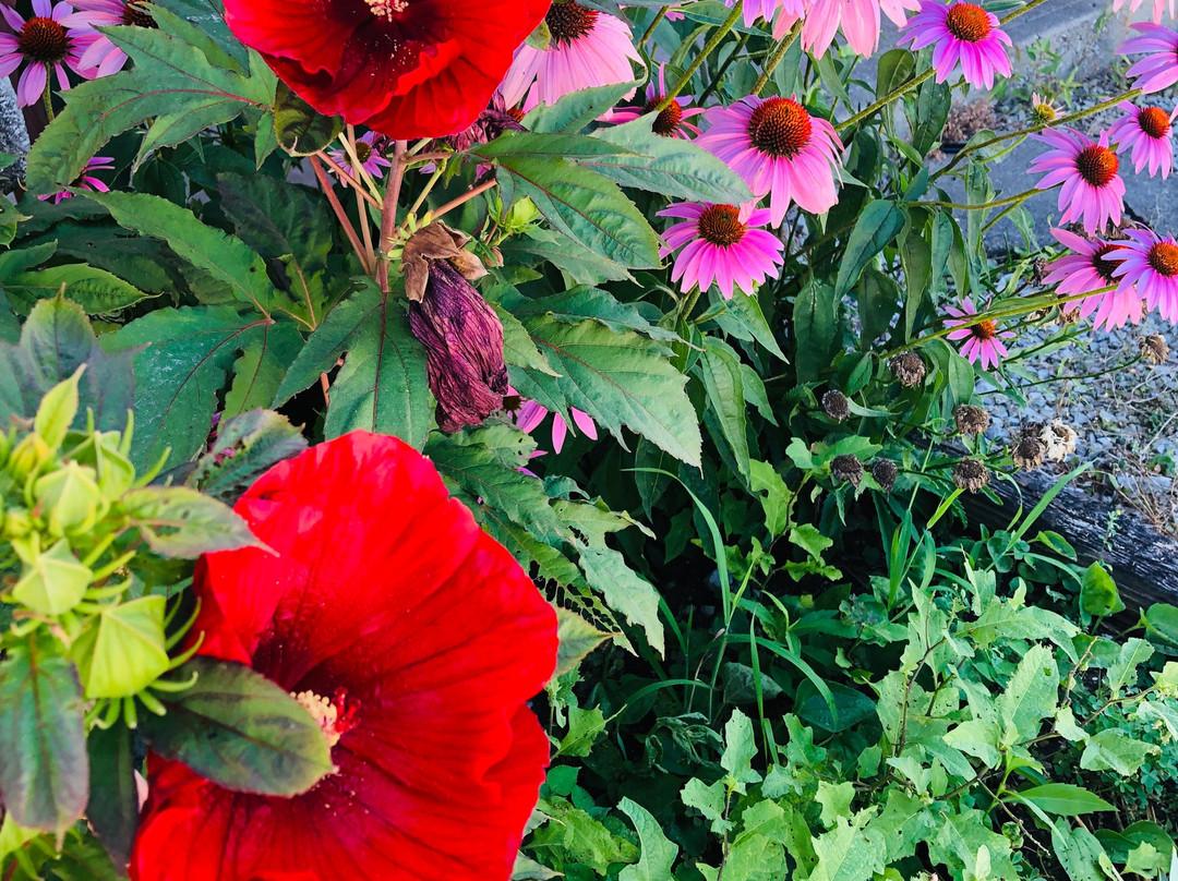 White Oaks Cabins主图