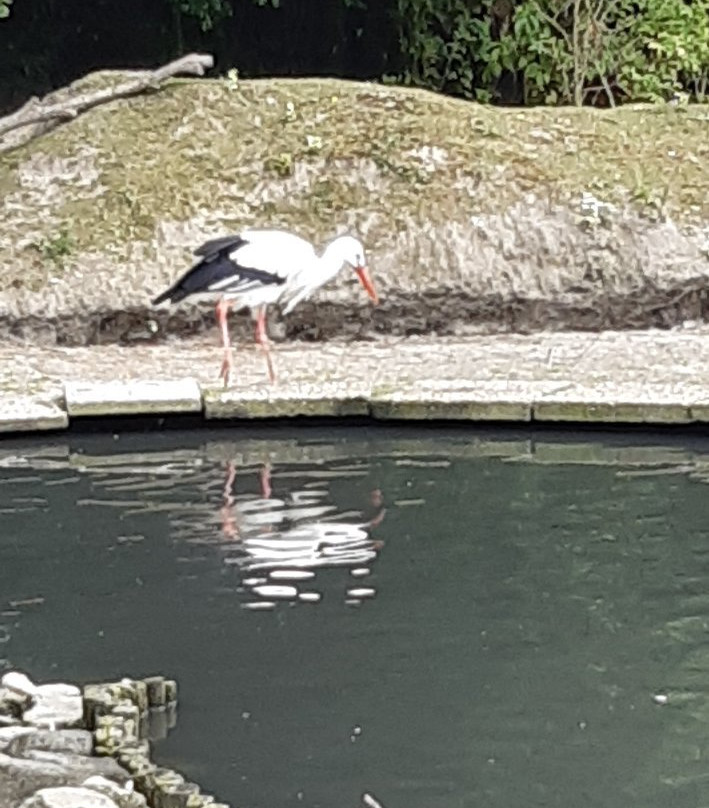 Faunapark Flakee-Nieuwe-Tonge必去景点