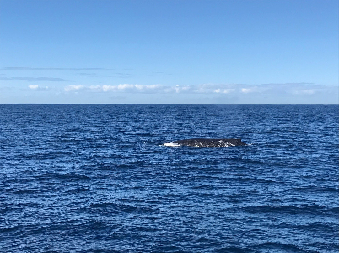 Cronulla Whale Watching-克罗纳拉必去景点