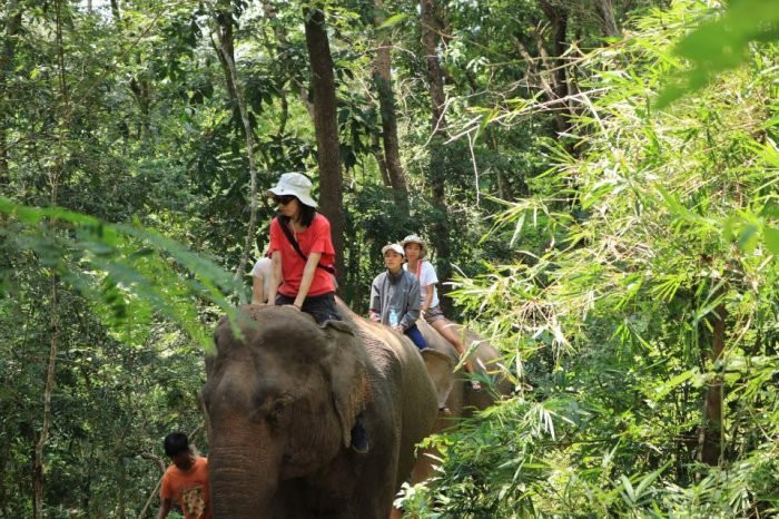 Elephant Village Sanctuary & Resort景点图片