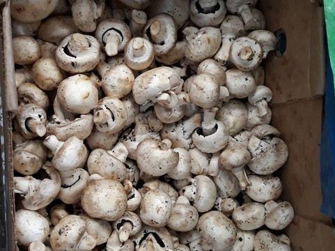 Mercado Viejo-圣克里斯托瓦尔-德拉斯卡萨斯必去景点