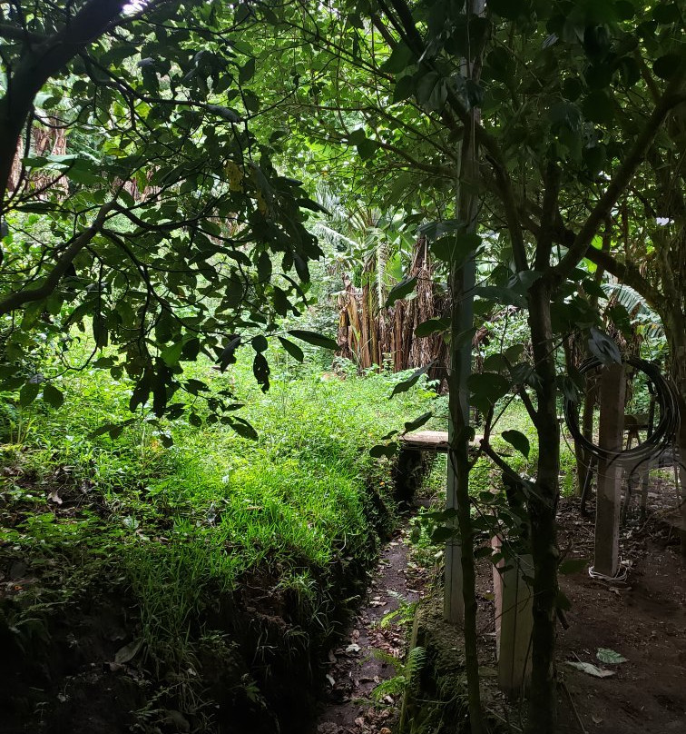 La Guayaba Monteverde主图