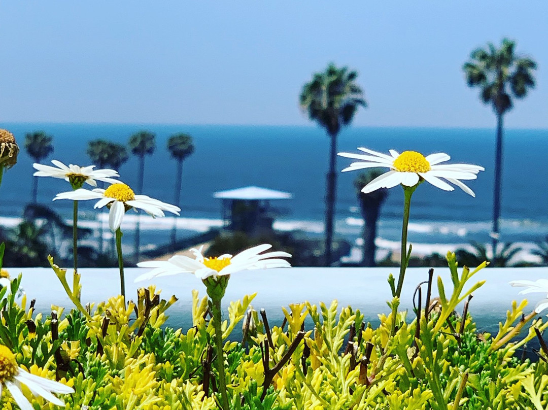 Cardiff By The Sea Lodge主图