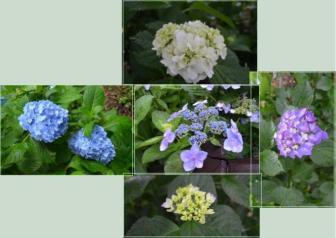 Ajisai Park-都城市必去景点