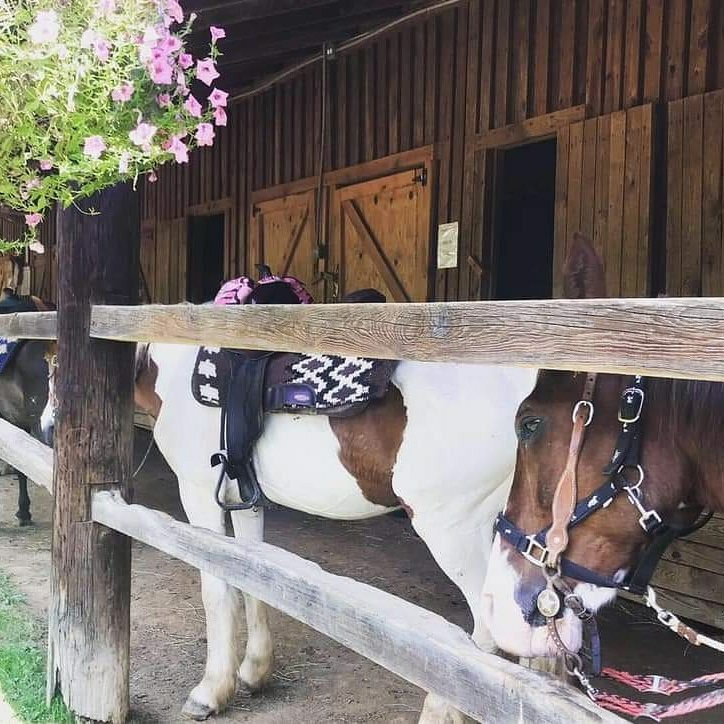 Warrior's Path Riding Stables-金斯波特必去景点