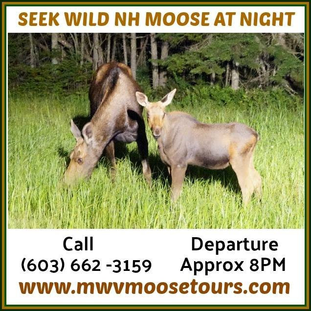 North Conway Moose Safari Moose Tour景点图片