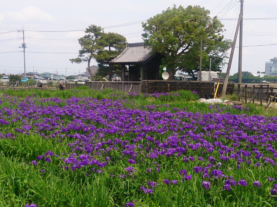 Shobujoshi Ayame Garden景点图片