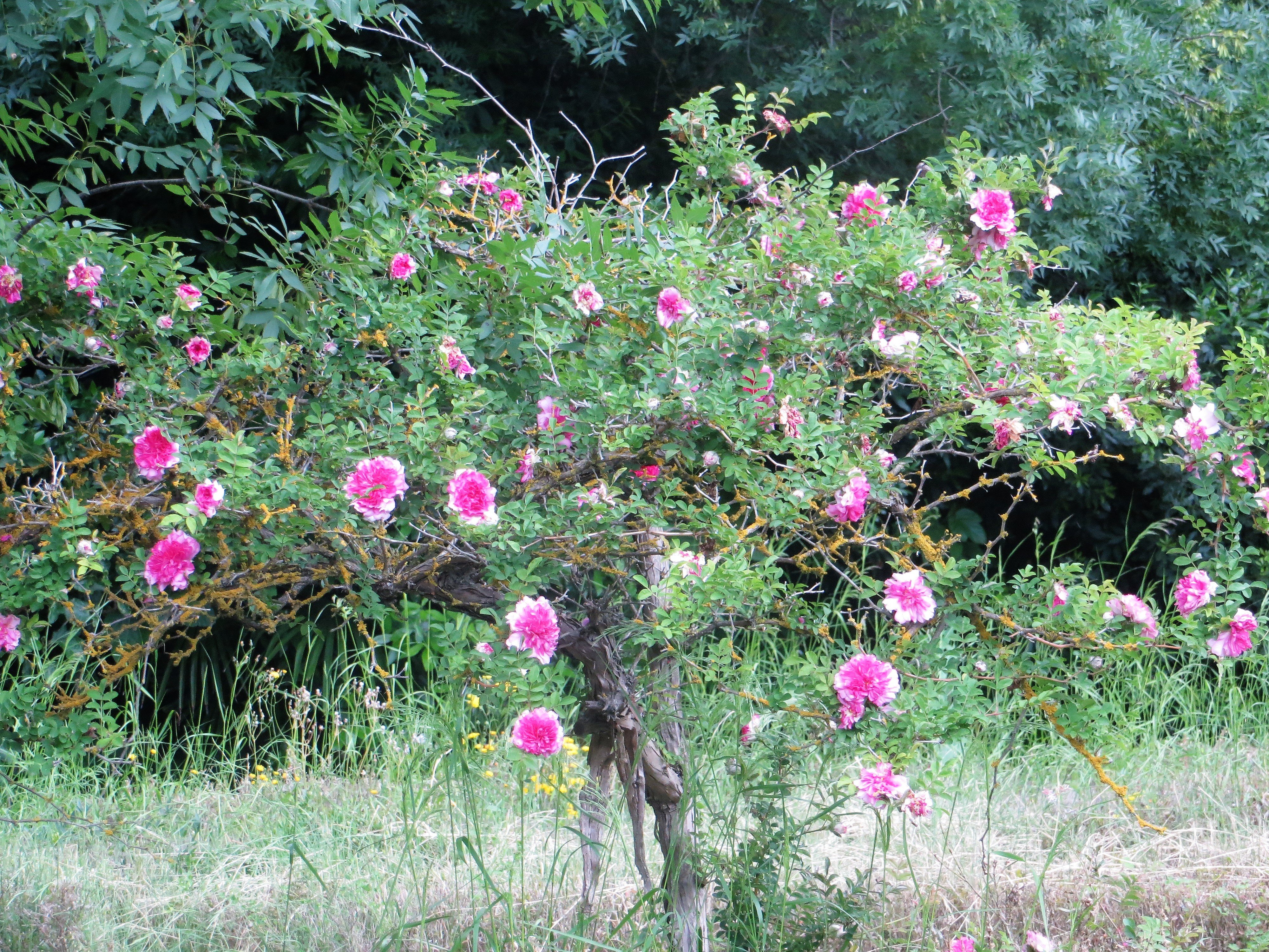 Domaine de Truilhas-官方