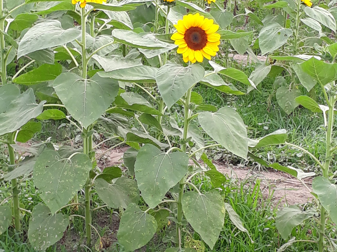 Mariano's Blooming Agri-Tourism Park景点图片