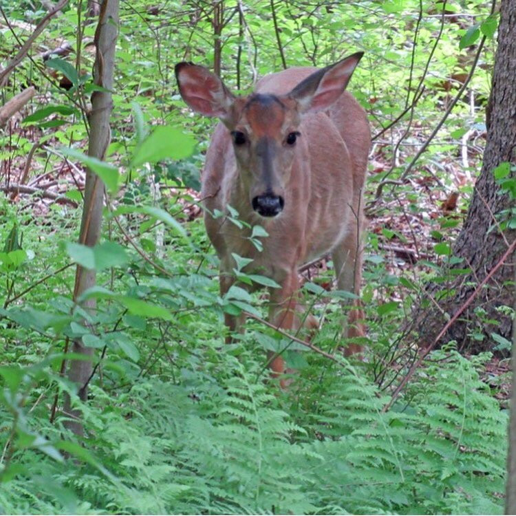 Target Rock National Wildlife Refuge景点图片