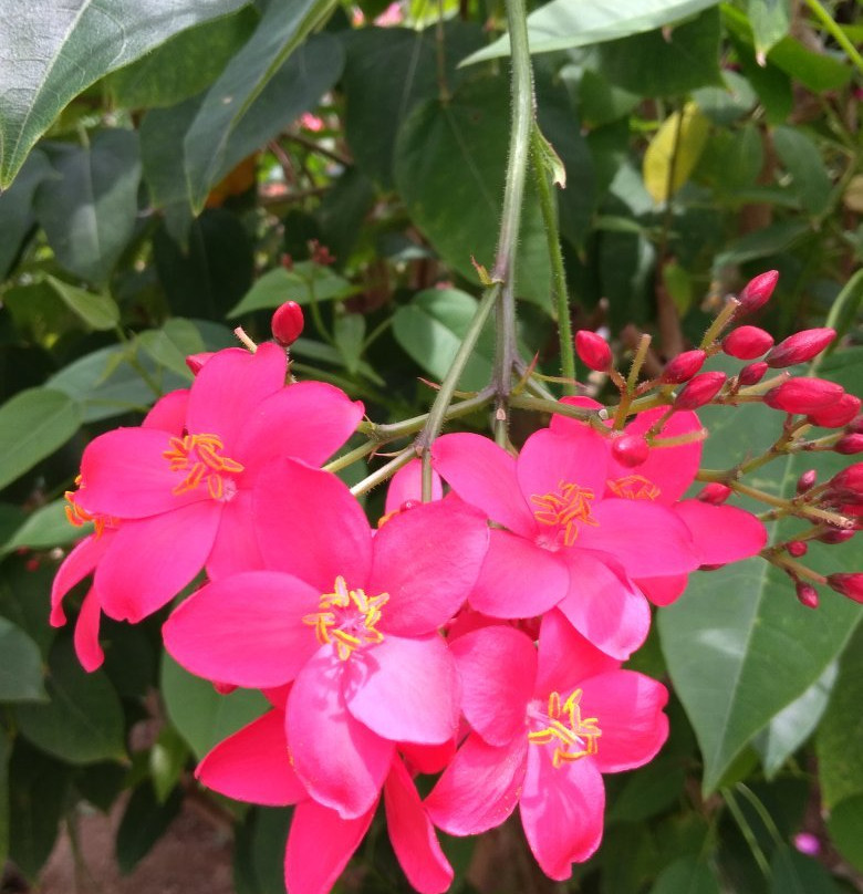 Hachijo Botanical Park-八丈町必去景点