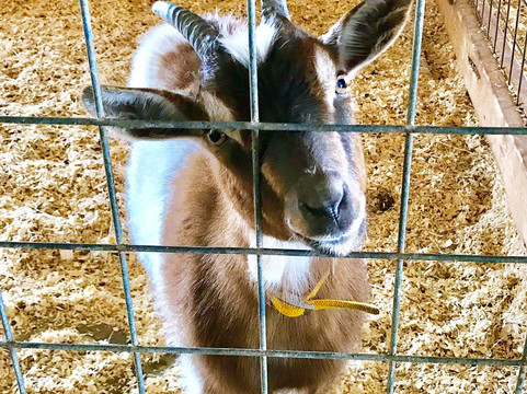 Heifer Village (Heifer International)-小石城必去景点