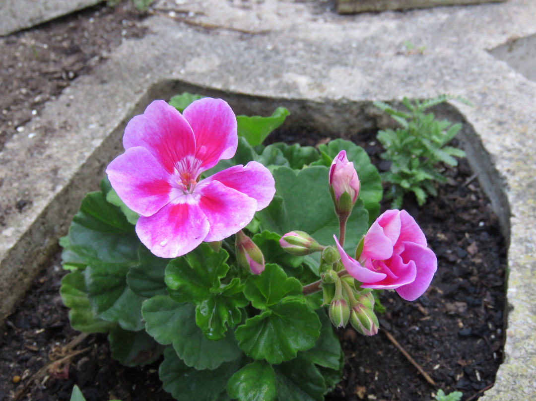 At Whale-Phin Guest House主图