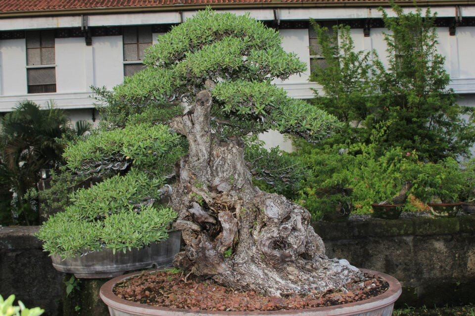 Navotas旅游景点-Bonsai Library and Museum
