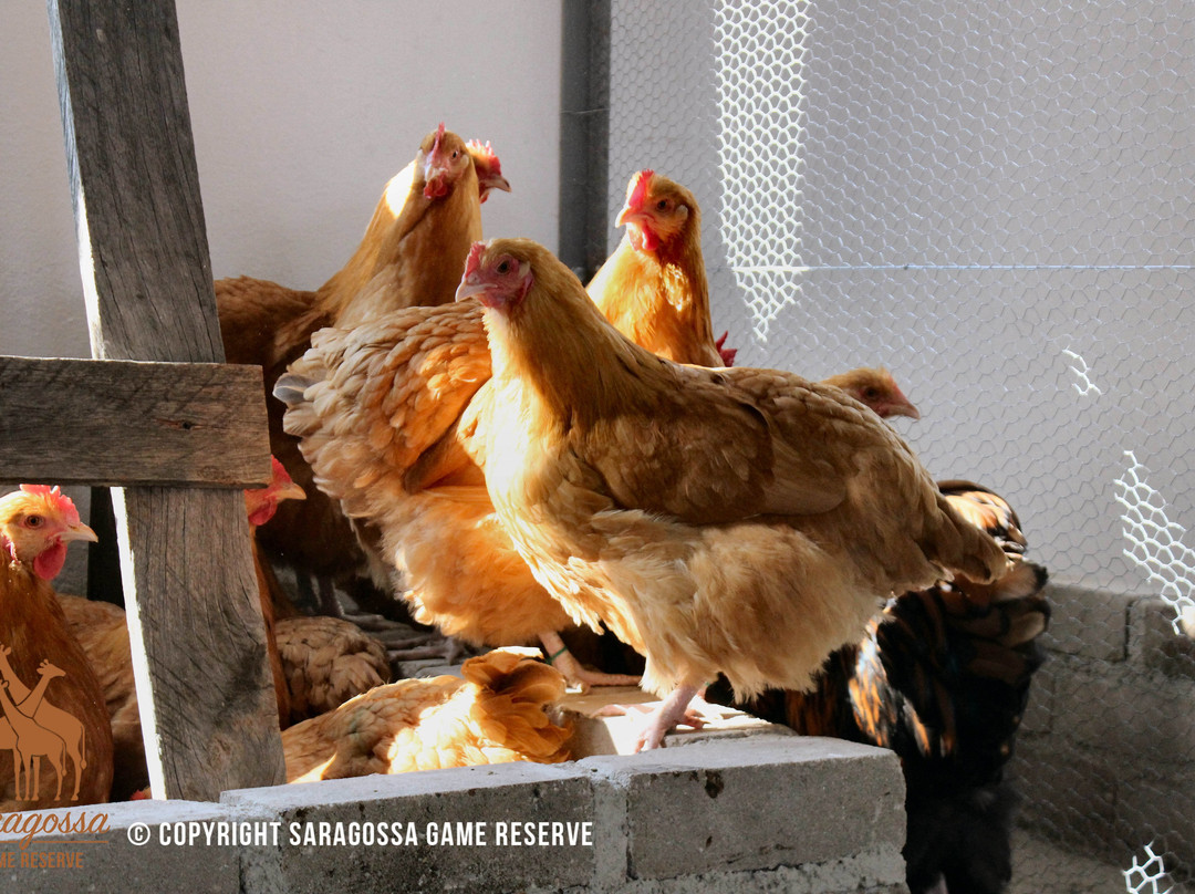 Twin Thorns Guesthouse主图