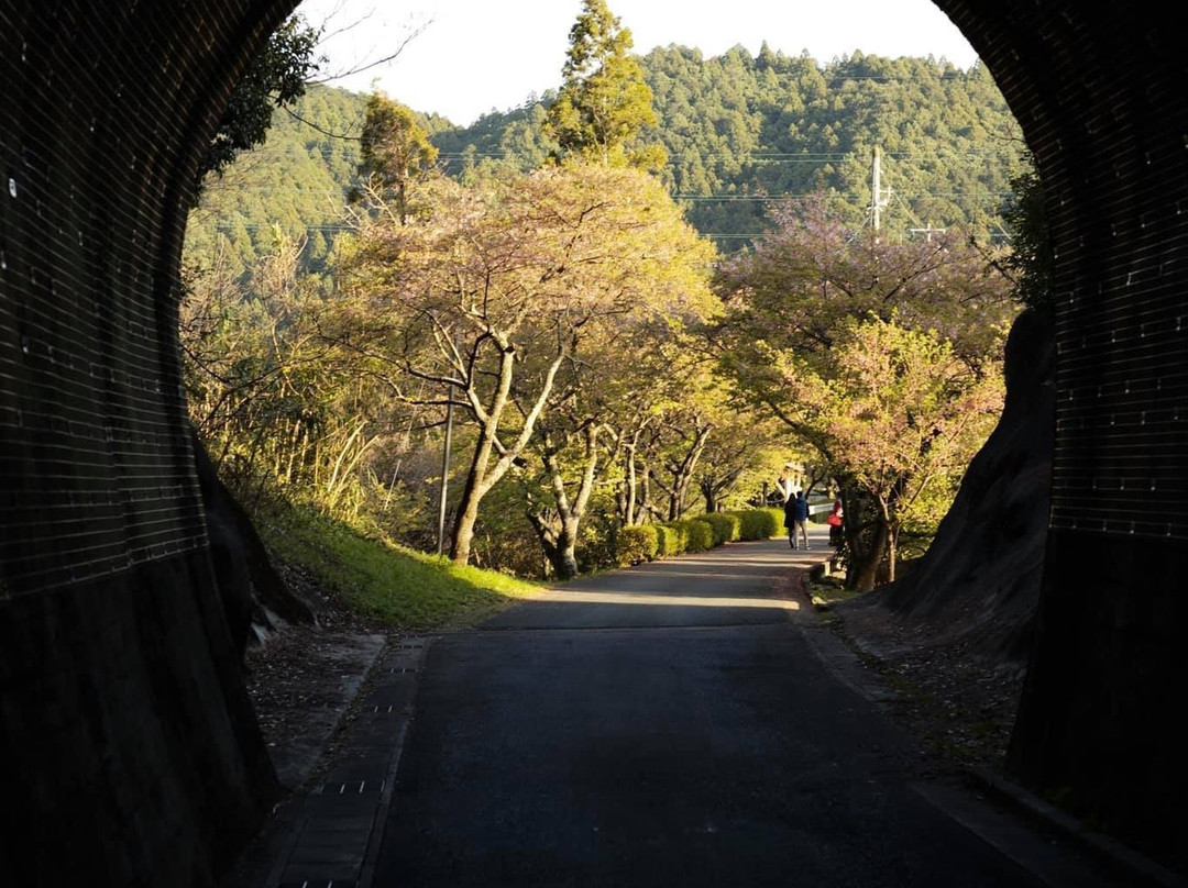 Kawatsu Cherry Blossom Avenue (Shinshiro)景点图片