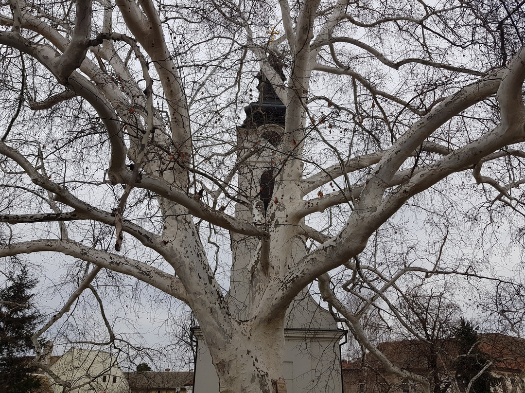 The Lower church from 1718-Sremski Karlovci必去景点
