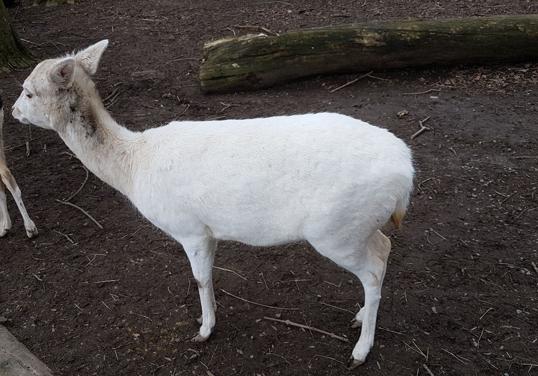 Bretten Tierpark景点图片