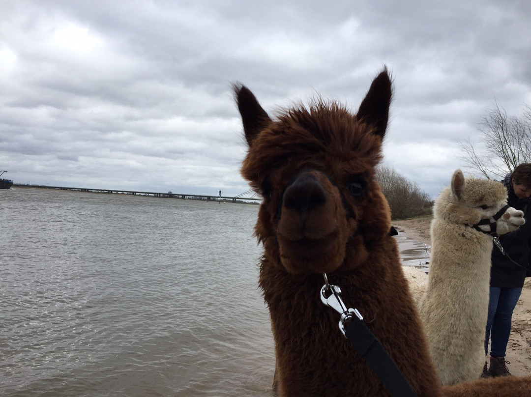 Alpaca farm River Forelands-Wamel必去景点